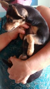 Animais - Ajudar a Nina operar 