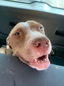 Animais - DRICA QUER VIVER!