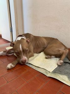 Natal/RN - DRICA QUER VIVER!