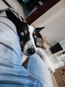 Ajude Jessie a voltar a enxergar imagem 8