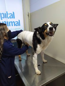 Ajude Jessie a voltar a enxergar imagem 6