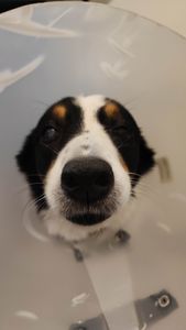 Ajude Jessie a voltar a enxergar <3 - Ajude Jessie a voltar a enxergar