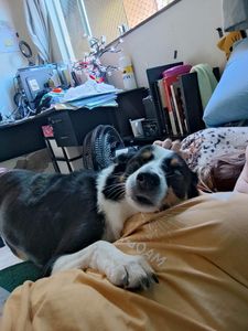 Animais - Ajude Jessie a voltar a enxergar