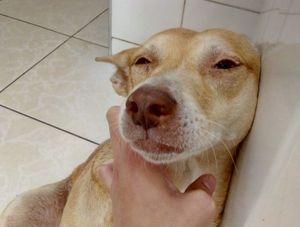 Animais - Me ajude no meu tratamento contra a úlcera!