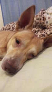 Vespasiano/MG - Me ajude no meu tratamento contra a úlcera!