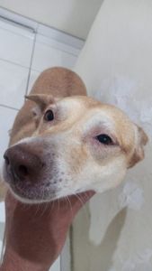 Me ajude no meu tratamento contra a úlcera! - Me ajude no meu tratamento contra a úlcera!