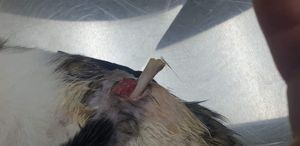 Vaquinha Online - Ajude o theuzinho 