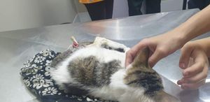 ONGs - Ajude o theuzinho 