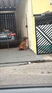 Animais - Ajude o Grandão!