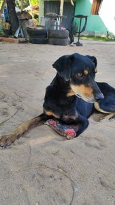 Vaquinha Online - Vaquinha para cirurgia de Black 