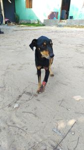 Gentio do Ouro/BA - Vaquinha para cirurgia de Black 