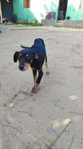 Saúde e Emergências - Vaquinha para cirurgia de Black 