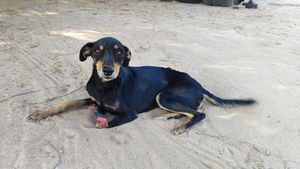 Vaquinha para ajudar na cirurgia de Black a cirurgia  - Vaquinha para cirurgia de Black 