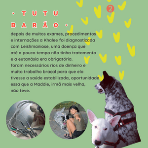 Animais - Ajude a Khalee a seguir com os tratamentos