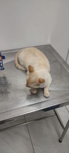 Animais - Ajude o João (gato) 