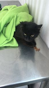 Animais - Operação Maria 