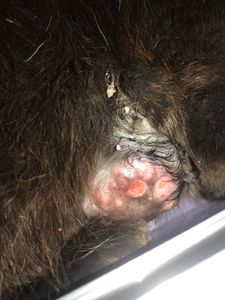 Vaquinha Online - Operação Maria 