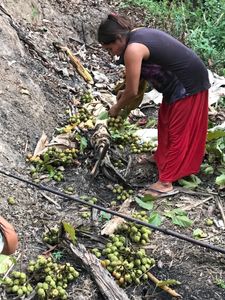 Paulo Lopes/SC - Tecendo cuidado entre mulheres