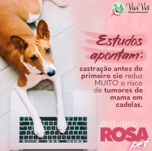 Animais - Castração é a Solução 