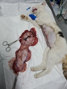 Castração é a Solução  imagem 7