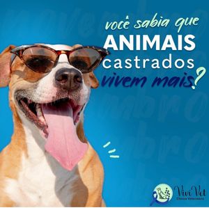 Crowdfunding - Castração é a Solução 