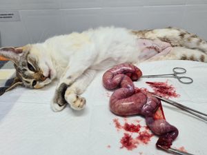 Castração é a Solução  imagem 6