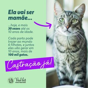 ViviVet Clínica Veterinária  - Castração é a Solução 