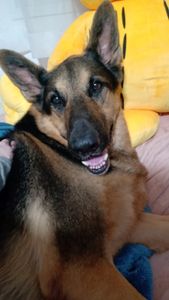 Empreendedorismo e Pequenos Negócios - 🐾 Impressões de Lealdade: Papelaria com Propósito