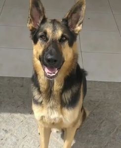 🐾 Impressões de Lealdade: Papelaria com Propósito imagem 7