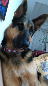 Cris e Bóris - 🐾 Impressões de Lealdade: Papelaria com Propósito