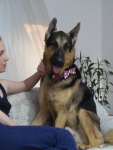 🐾 Impressões de Lealdade: Papelaria com Propósito imagem 10