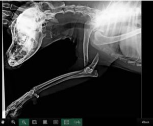 Vaquinha Online - Ajude o manflei por favor 