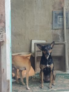 Vaquinha Online - Estamos criando essa campanha para comprar um carro para o abrigo petscarentes para nós não precisa mais ficar implorando carona na hora de resgatar ou socorrer um animalzinho 