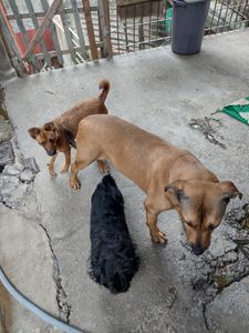 Causas e Comunidade - Estamos criando essa campanha para comprar um carro para o abrigo petscarentes para nós não precisa mais ficar implorando carona na hora de resgatar ou socorrer um animalzinho 