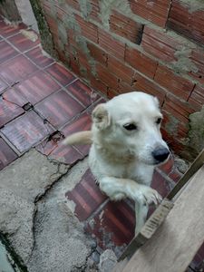 Estamos criando essa campanha para comprar um carro para o abrigo petscarentes para nós não precisa mais ficar implorando carona na hora de resgatar ou socorrer um animalzinho 