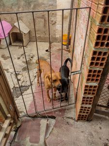 Sorocaba/SP - Estamos criando essa campanha para comprar um carro para o abrigo petscarentes para nós não precisa mais ficar implorando carona na hora de resgatar ou socorrer um animalzinho 