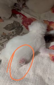 Vaquinha Online - Cirugia da Yoda