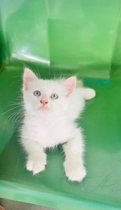 Animais - Cirugia da Yoda