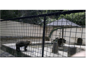 Financiamento Coletivo - Etapa 2: VIDA NOVA para a ursa Úrsula