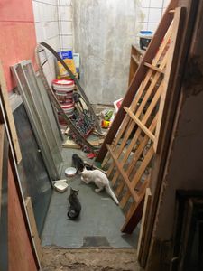 Vaquinha Online - Um lar para esses anjos 