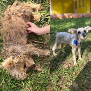 AJUDA INSTITUTO GUARDA ANIMAL