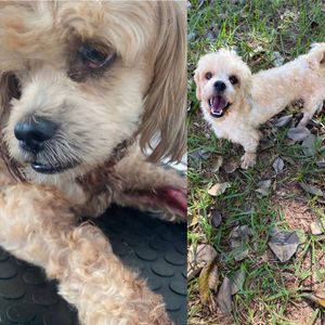 Animais - AJUDA INSTITUTO GUARDA ANIMAL