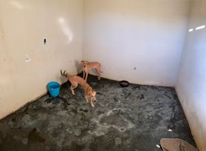 Vaquinha Online - Amor e cuidados aos animais 🐶💗