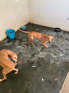 Animais - Amor e cuidados aos animais 🐶💗