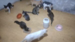 Gatinhos Necessitados 