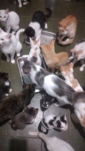 Vaquinha Online - Gatinhos Necessitados 