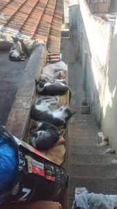 Animais - Gatinhos Necessitados 