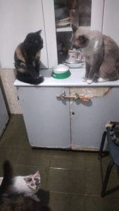 Rio de Janeiro/RJ - Gatinhos Necessitados 