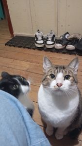 Vaquinha Online - Me ajude a voltar pra Piracicaba com meus 7 animais!