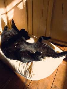 Me ajude a voltar pra Piracicaba com meus 7 animais!